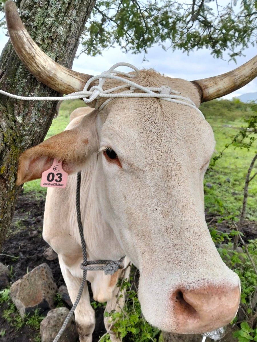 Bovino con arete mediano — Ranchito el KAS SINADA