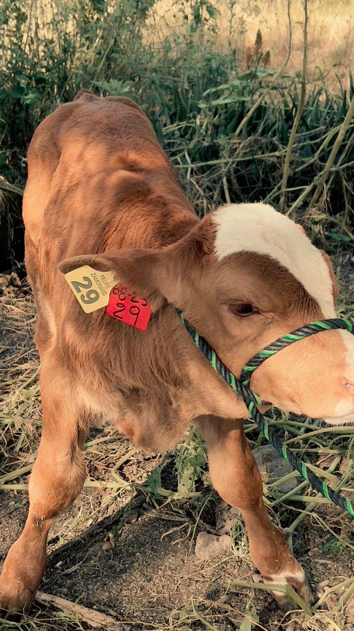 Bovino con arete mediano — Rancho Felipe Zamorano