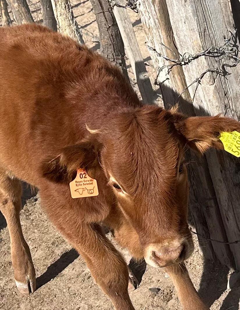 Bovino con arete mediano — Ejido Soledad