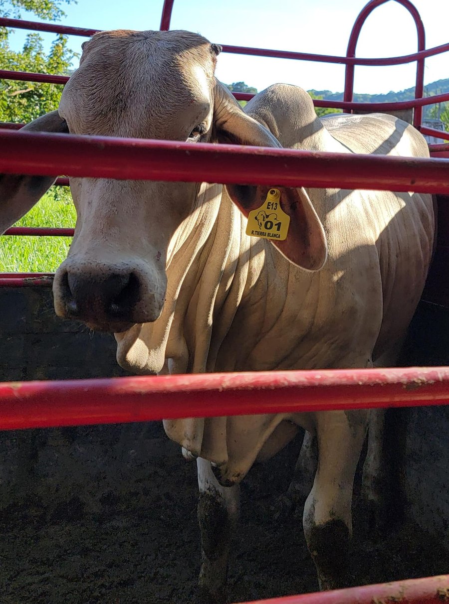 Bovino con arete mediano — Rancho Tierra Blanca