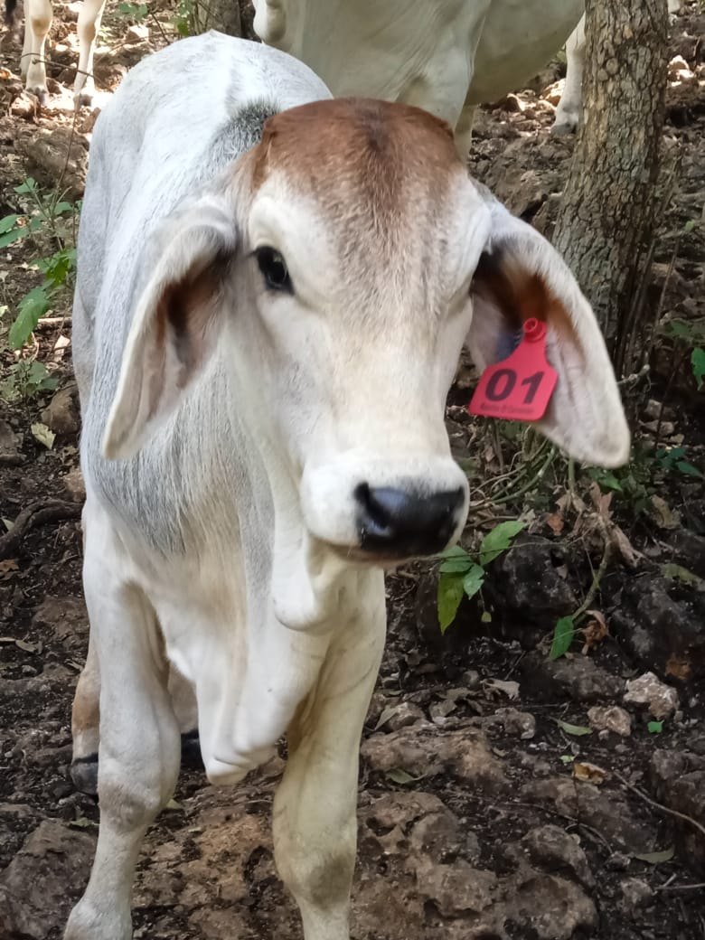Bovino con arete maxi — Rancho San Marcos