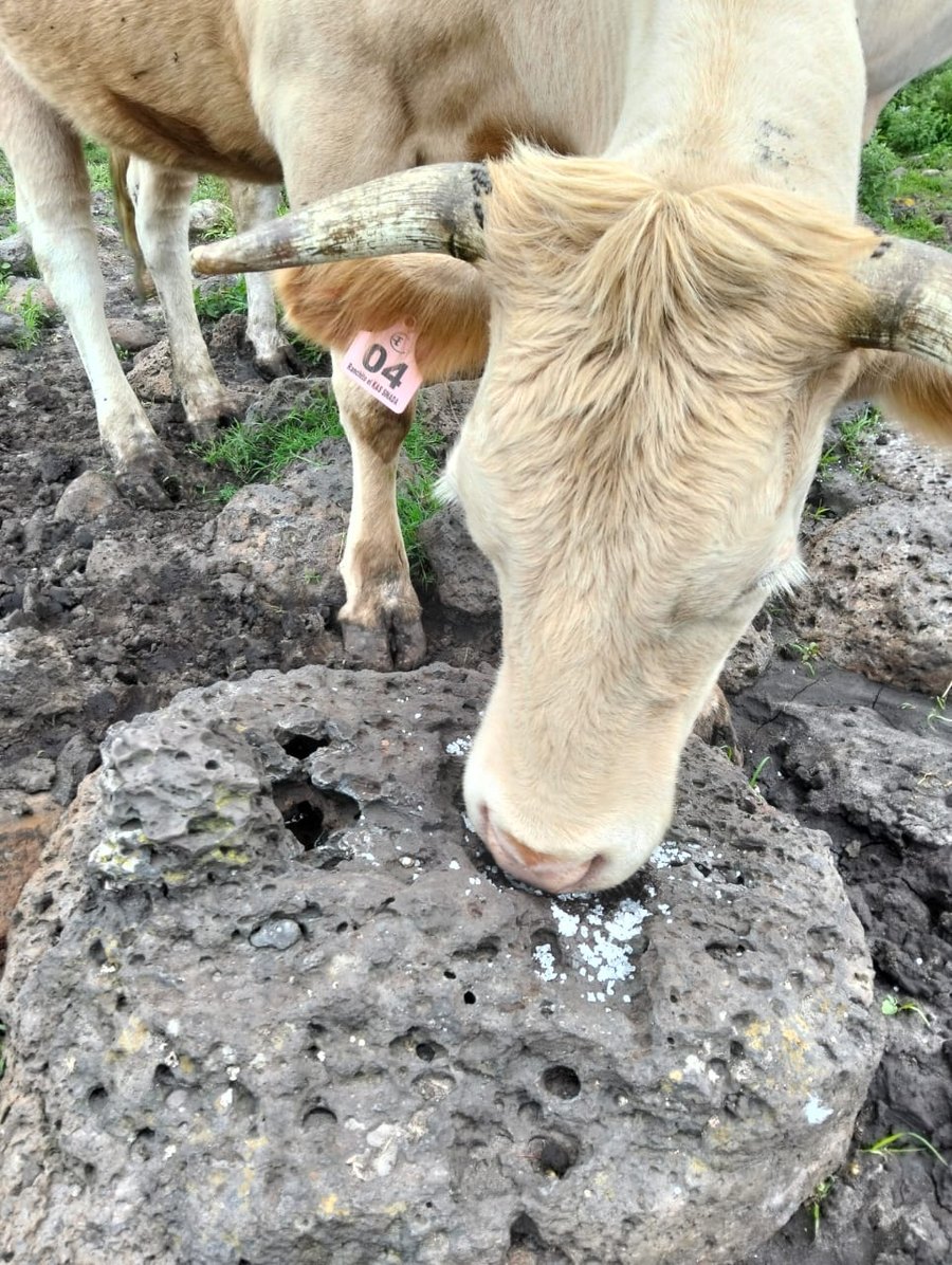 Bovino con arete mediano — Ranchito el KAS SINADA